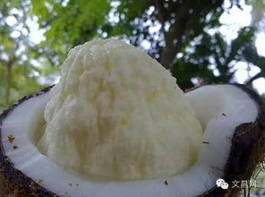 美食 只知道喝椰子水的你們, 椰子心 吃過嗎